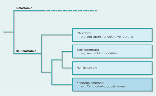 xeno phylogeny