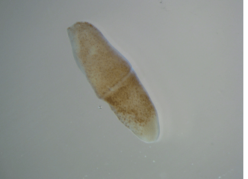 xenoturbellid photo