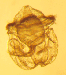 larvae phot