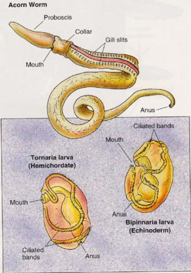 larvae simularities