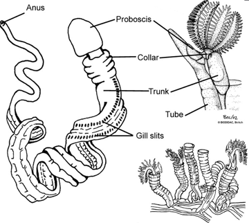 overall hemichordates