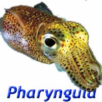 Pharyngula