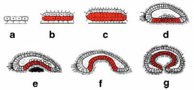 trichoplax