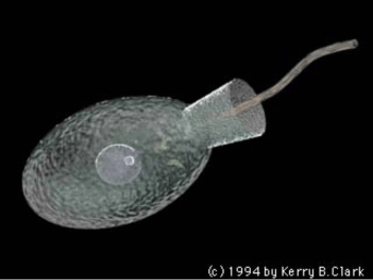 choanoflagellates life cycle