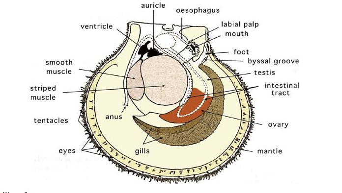 scallop anatomy