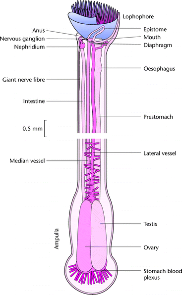 [Figure 1]
