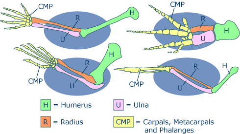 limbs with bones