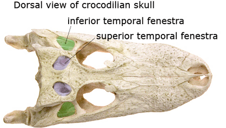 crocodile