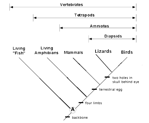 tetrapods