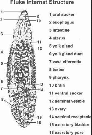 fluke diagram