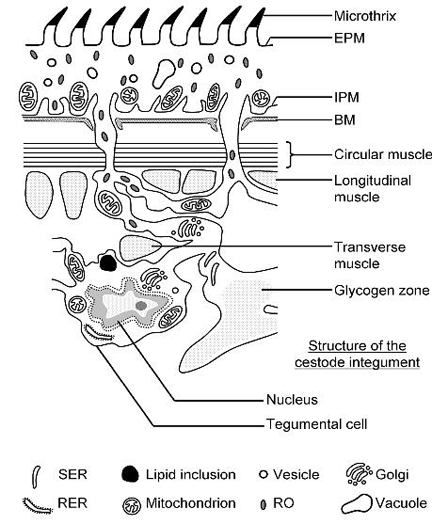 integument