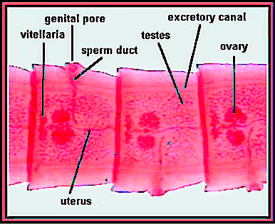 proglottid slide