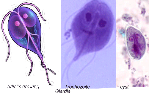 Giardia