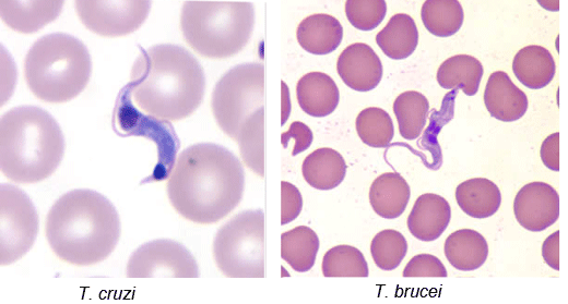 trypanosoma