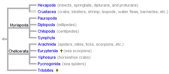 arthropod phylogeny