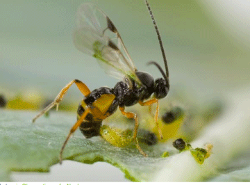 parasitic wasp